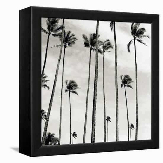 Coconut Palms II 'Cocos nucifera', Kaunakakai, Molokai-JoSon-Framed Premier Image Canvas