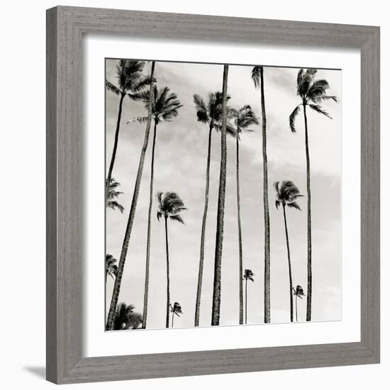 Coconut Palms II 'Cocos nucifera', Kaunakakai, Molokai-JoSon-Framed Giclee Print