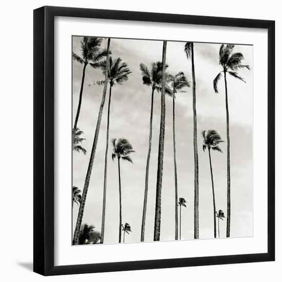 Coconut Palms II 'Cocos nucifera', Kaunakakai, Molokai-JoSon-Framed Giclee Print