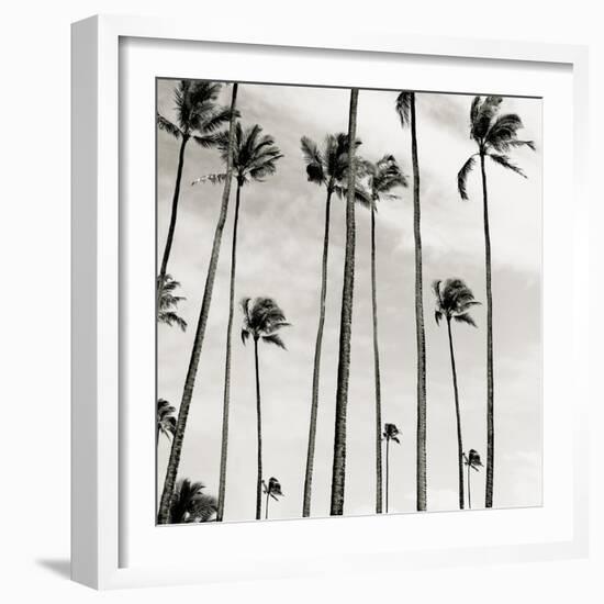 Coconut Palms II 'Cocos nucifera', Kaunakakai, Molokai-JoSon-Framed Giclee Print