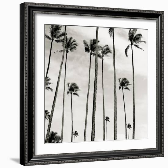 Coconut Palms II 'Cocos nucifera', Kaunakakai, Molokai-JoSon-Framed Giclee Print