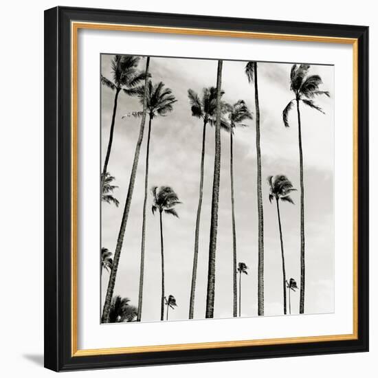 Coconut Palms II 'Cocos nucifera', Kaunakakai, Molokai-JoSon-Framed Giclee Print