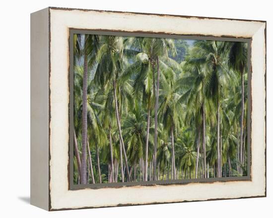 Coconut Palms, Koh Samui, Thailand, Southeast Asia-Andrew Mcconnell-Framed Premier Image Canvas