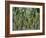 Coconut Palms, Koh Samui, Thailand, Southeast Asia-Andrew Mcconnell-Framed Photographic Print