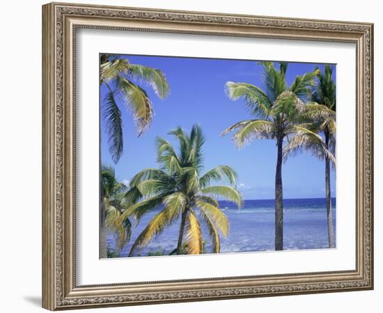 Coconut Palms on Beach, Tropical Island of Belize, Summer 1997-Phil Savoie-Framed Photographic Print