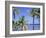 Coconut Palms on Beach, Tropical Island of Belize, Summer 1997-Phil Savoie-Framed Photographic Print