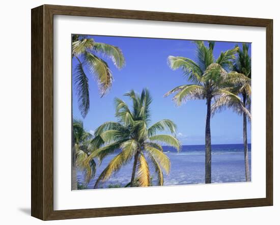 Coconut Palms on Beach, Tropical Island of Belize, Summer 1997-Phil Savoie-Framed Photographic Print