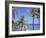 Coconut Palms on Beach, Tropical Island of Belize, Summer 1997-Phil Savoie-Framed Photographic Print