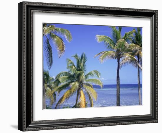 Coconut Palms on Beach, Tropical Island of Belize, Summer 1997-Phil Savoie-Framed Photographic Print