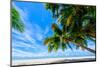 Coconut palms, Scout Park Beach, Cocos (Keeling) Islands, Indian Ocean, Asia-Lynn Gail-Mounted Photographic Print