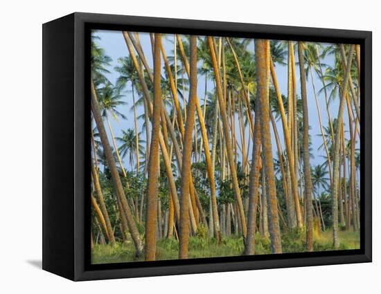 Coconut Plantation, Taveuni Island, Fiji-Upperhall-Framed Premier Image Canvas