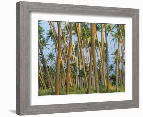 Coconut Plantation, Taveuni Island, Fiji-Upperhall-Framed Photographic Print