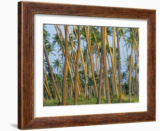 Coconut Plantation, Taveuni Island, Fiji-Upperhall-Framed Photographic Print