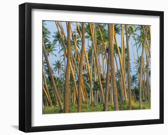 Coconut Plantation, Taveuni Island, Fiji-Upperhall-Framed Photographic Print