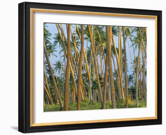 Coconut Plantation, Taveuni Island, Fiji-Upperhall-Framed Photographic Print