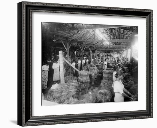 Coconut Production, India, 20th Century-null-Framed Giclee Print