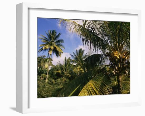 Coconut Production, Martinique, West Indies, Caribbean, Central America-Ken Gillham-Framed Photographic Print