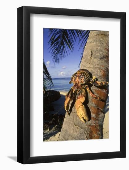 Coconut - Robber Crab (Birgus Latros) Climbing Coconut Tree, Aldabra Seychelles-Pete Oxford-Framed Photographic Print