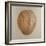 Coconut, Sri Lanka, 2010-Lincoln Seligman-Framed Giclee Print