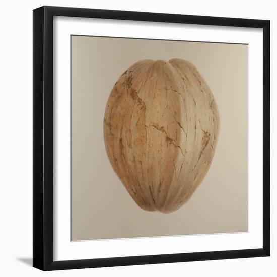 Coconut, Sri Lanka, 2010-Lincoln Seligman-Framed Giclee Print