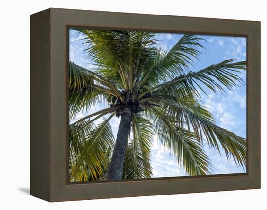 Coconut Tree, Low Angle View, Providenciales, Turks and Caicos Islands, West Indies, Caribbean-Kim Walker-Framed Premier Image Canvas