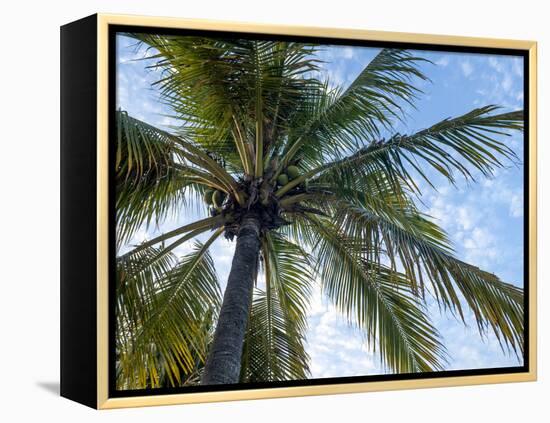 Coconut Tree, Low Angle View, Providenciales, Turks and Caicos Islands, West Indies, Caribbean-Kim Walker-Framed Premier Image Canvas