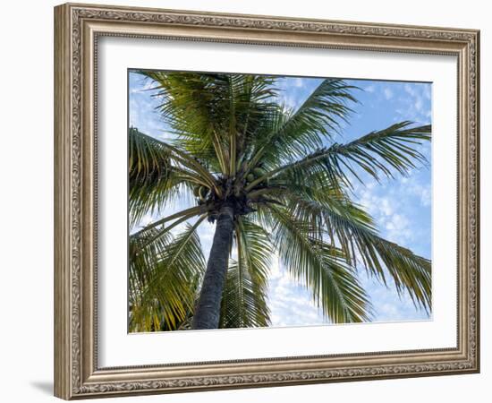 Coconut Tree, Low Angle View, Providenciales, Turks and Caicos Islands, West Indies, Caribbean-Kim Walker-Framed Photographic Print