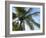 Coconut Tree, Low Angle View, Providenciales, Turks and Caicos Islands, West Indies, Caribbean-Kim Walker-Framed Photographic Print