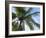 Coconut Tree, Low Angle View, Providenciales, Turks and Caicos Islands, West Indies, Caribbean-Kim Walker-Framed Photographic Print