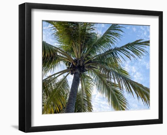 Coconut Tree, Low Angle View, Providenciales, Turks and Caicos Islands, West Indies, Caribbean-Kim Walker-Framed Photographic Print