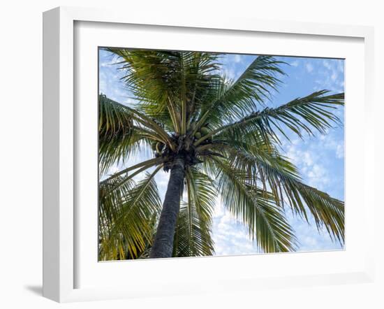 Coconut Tree, Low Angle View, Providenciales, Turks and Caicos Islands, West Indies, Caribbean-Kim Walker-Framed Photographic Print