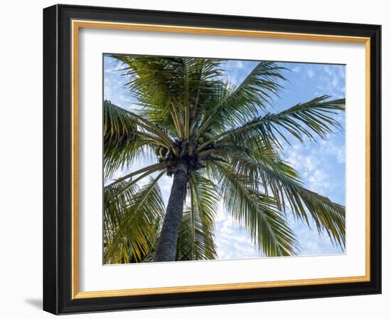 Coconut Tree, Low Angle View, Providenciales, Turks and Caicos Islands, West Indies, Caribbean-Kim Walker-Framed Photographic Print