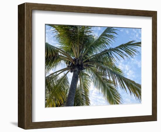 Coconut Tree, Low Angle View, Providenciales, Turks and Caicos Islands, West Indies, Caribbean-Kim Walker-Framed Photographic Print