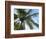 Coconut Tree, Low Angle View, Providenciales, Turks and Caicos Islands, West Indies, Caribbean-Kim Walker-Framed Photographic Print