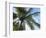 Coconut Tree, Low Angle View, Providenciales, Turks and Caicos Islands, West Indies, Caribbean-Kim Walker-Framed Photographic Print