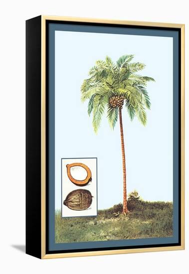 Coconut-null-Framed Stretched Canvas