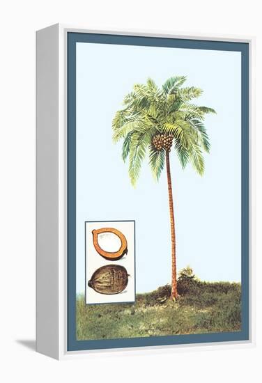 Coconut-null-Framed Stretched Canvas