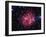 Cocoon Nebula-Stocktrek Images-Framed Photographic Print