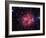 Cocoon Nebula-Stocktrek Images-Framed Photographic Print