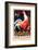 Cocorico!-Vintage Posters-Framed Giclee Print