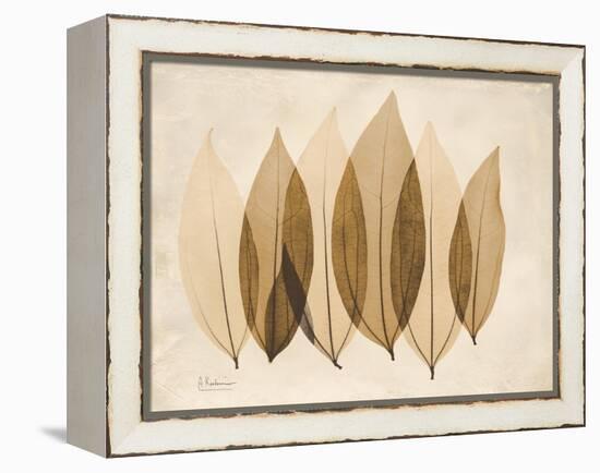 Coculus Leaf Moments-Albert Koetsier-Framed Stretched Canvas