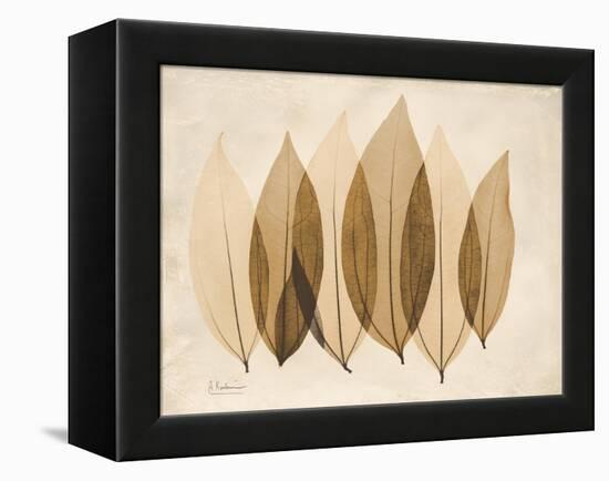 Coculus Leaf Moments-Albert Koetsier-Framed Stretched Canvas