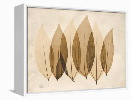 Coculus Leaf Moments-Albert Koetsier-Framed Stretched Canvas