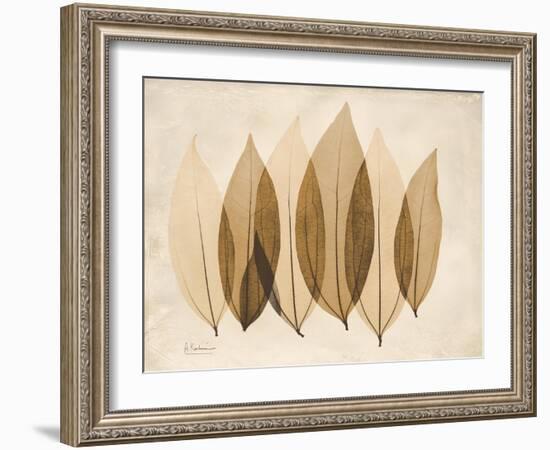 Coculus Leaf Moments-Albert Koetsier-Framed Art Print