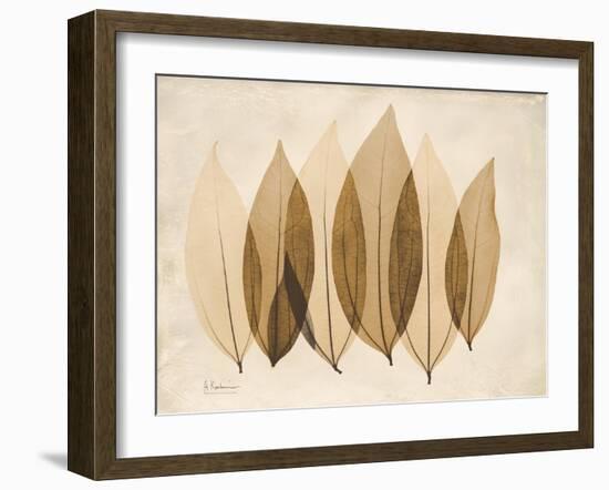 Coculus Leaf Moments-Albert Koetsier-Framed Art Print