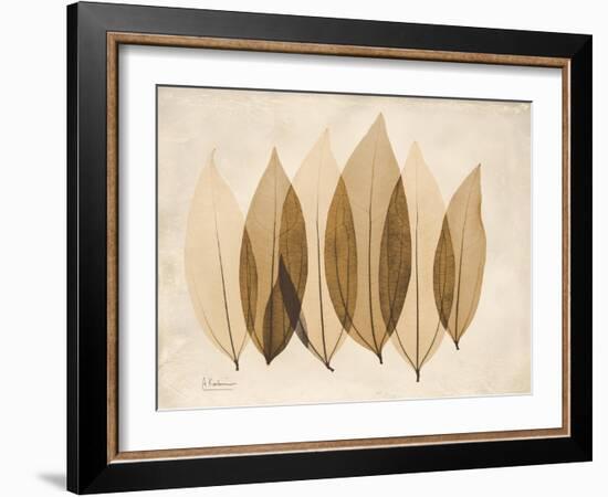 Coculus Leaf Moments-Albert Koetsier-Framed Art Print