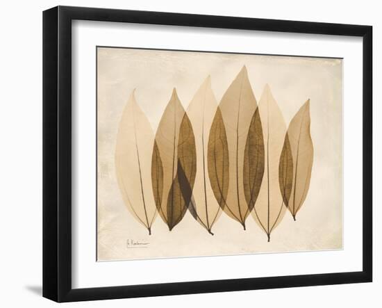 Coculus Leaf Moments-Albert Koetsier-Framed Art Print