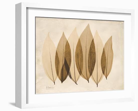 Coculus Leaf Moments-Albert Koetsier-Framed Art Print