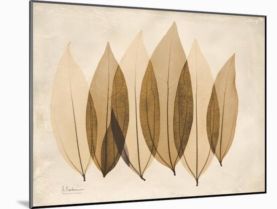 Coculus Leaf Moments-Albert Koetsier-Mounted Art Print