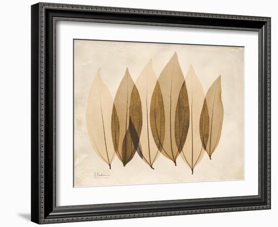 Coculus Leaf Moments-Albert Koetsier-Framed Art Print